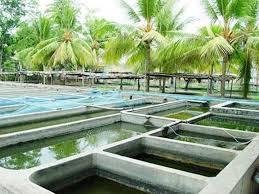 ferme_aquacole_de_ouargla.jpg