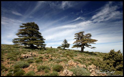 cedre-algerie-atlas.jpg